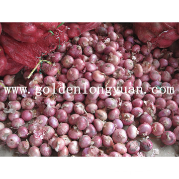 Fresh Red Onion Wholesale Price